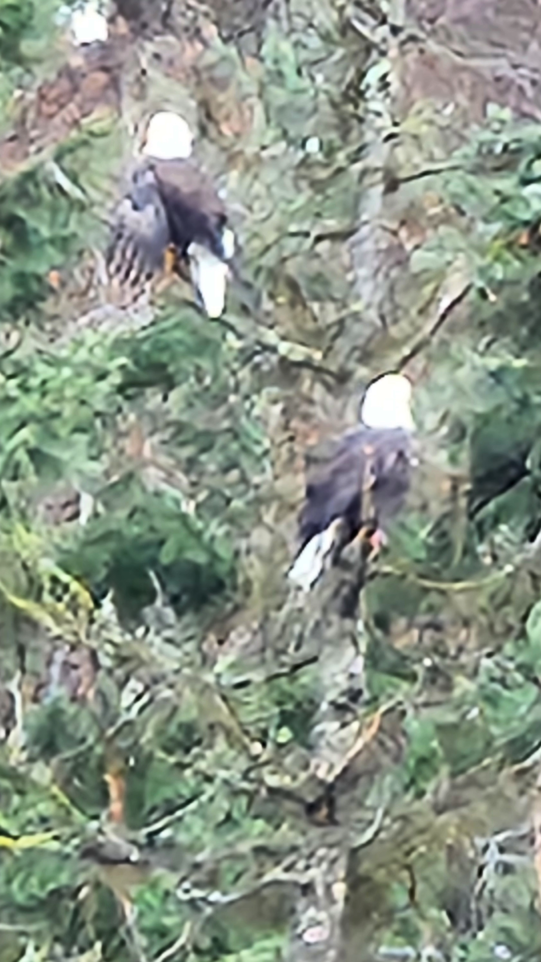 Bald eagle for gifts and registry