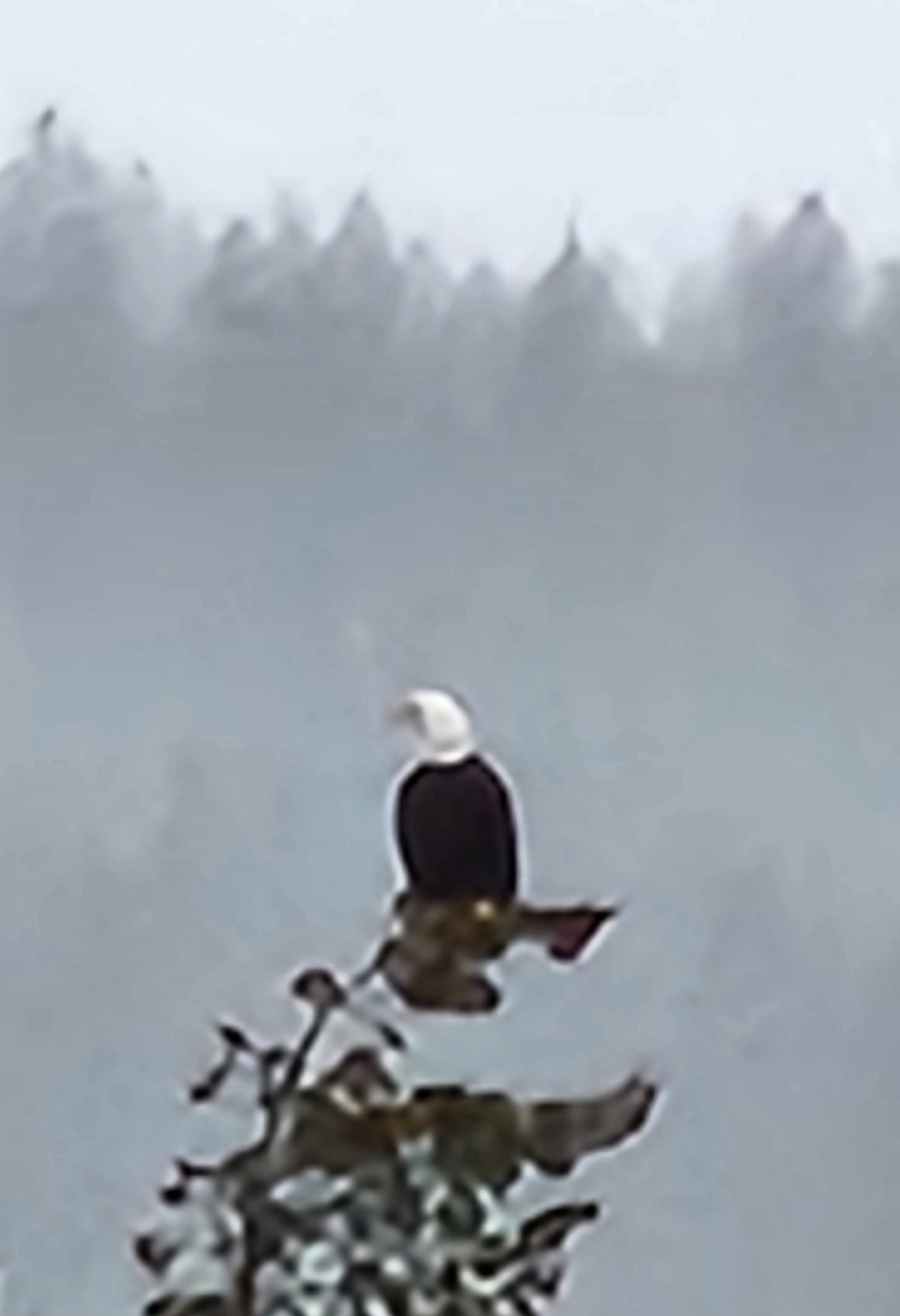Bald eagle for life coaching